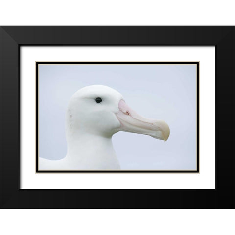 South Georgia Isl, Prion Isl Wandering albatross Black Modern Wood Framed Art Print with Double Matting by Morris, Arthur