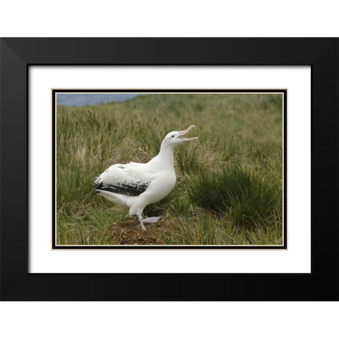 South Georgia Isl, Prion Isl Wandering albatross Black Modern Wood Framed Art Print with Double Matting by Morris, Arthur
