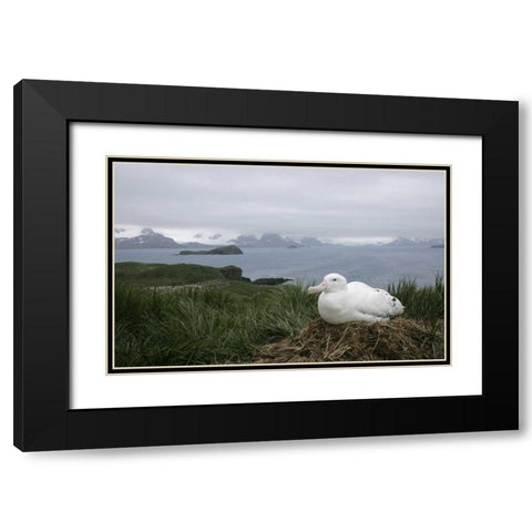 South Georgia Isl, Prion Isl Wandering albatross Black Modern Wood Framed Art Print with Double Matting by Morris, Arthur