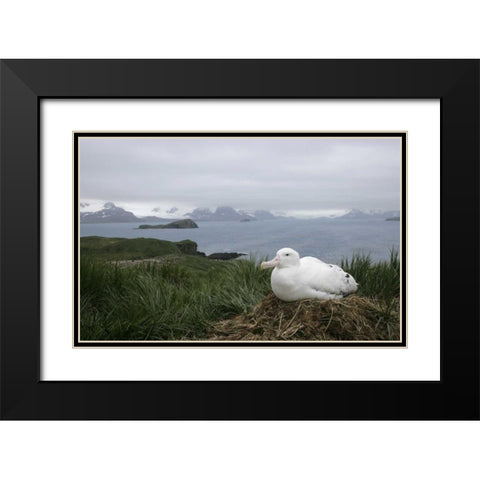 South Georgia Isl, Prion Isl Wandering albatross Black Modern Wood Framed Art Print with Double Matting by Morris, Arthur