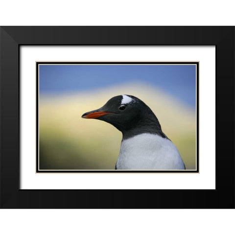 South Georgia Is, Stromess Bay Gentoo penguin Black Modern Wood Framed Art Print with Double Matting by Morris, Arthur