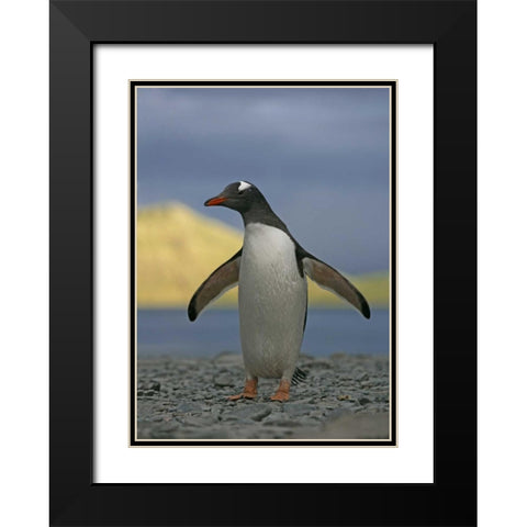 South Georgia Isl, Stromess Bay Gentoo penguin Black Modern Wood Framed Art Print with Double Matting by Morris, Arthur
