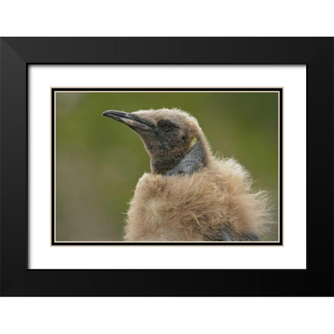 South Georgia Island Molting king penguin chick Black Modern Wood Framed Art Print with Double Matting by Morris, Arthur