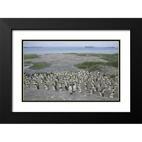 South Georgia Island King penguin colony Black Modern Wood Framed Art Print with Double Matting by Morris, Arthur