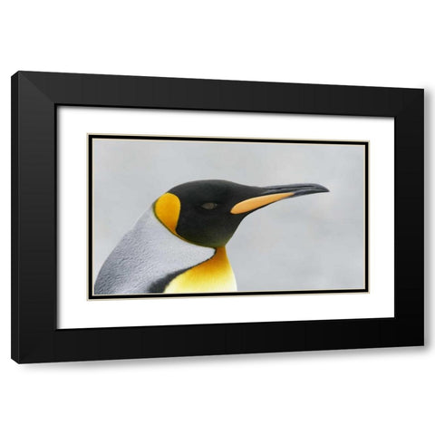 South Georgia Island King penguin head Black Modern Wood Framed Art Print with Double Matting by Morris, Arthur