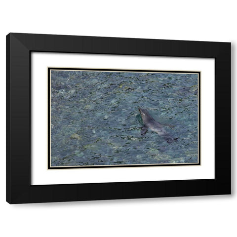 South Georgia Island Southern fur seal swimming Black Modern Wood Framed Art Print with Double Matting by Paulson, Don