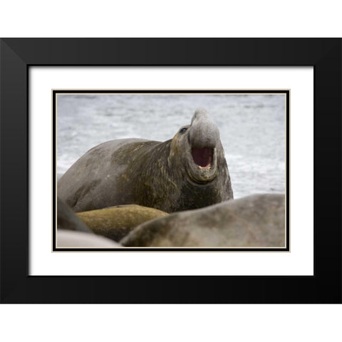 South Georgia Island Bull elephant seal Black Modern Wood Framed Art Print with Double Matting by Paulson, Don