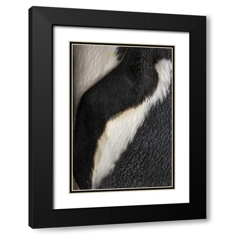 South Georgia Island Gentoo penguin flipper Black Modern Wood Framed Art Print with Double Matting by Paulson, Don
