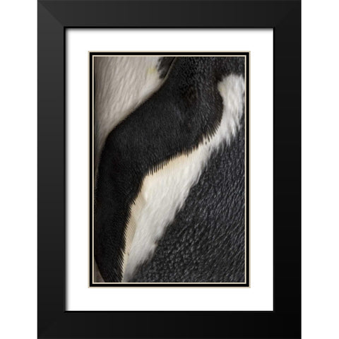 South Georgia Island Gentoo penguin flipper Black Modern Wood Framed Art Print with Double Matting by Paulson, Don