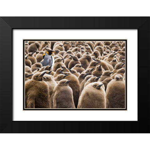 South Georgia Island Young king penguin chicks Black Modern Wood Framed Art Print with Double Matting by Paulson, Don