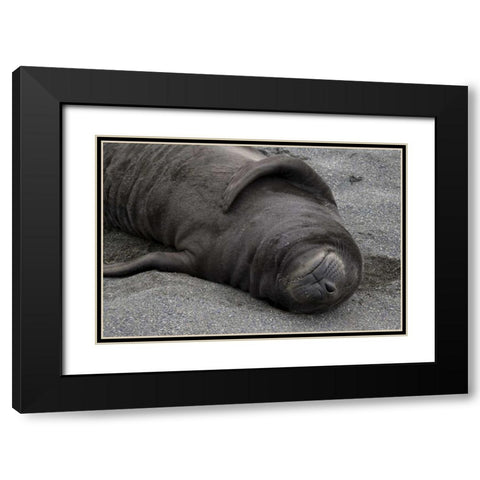 South Georgia Island Elephant seal pup sleeps Black Modern Wood Framed Art Print with Double Matting by Paulson, Don