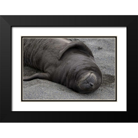 South Georgia Island Elephant seal pup sleeps Black Modern Wood Framed Art Print with Double Matting by Paulson, Don