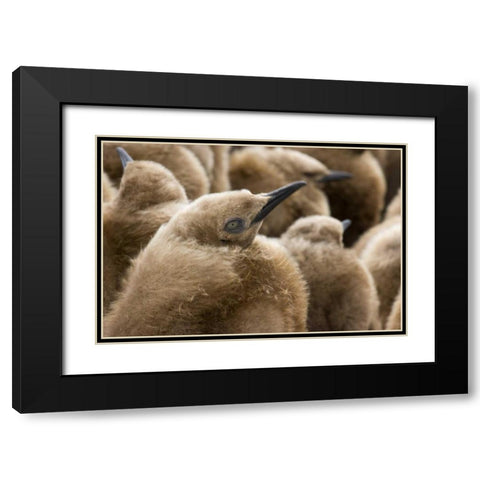 South Georgia Island Young king penguin chicks Black Modern Wood Framed Art Print with Double Matting by Paulson, Don