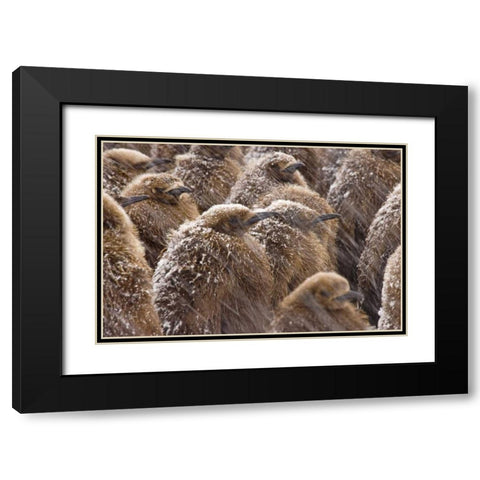 South Georgia Island King penguin chicks in snow Black Modern Wood Framed Art Print with Double Matting by Paulson, Don