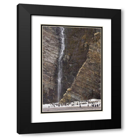 South Georgia Isl, Fortuna King penguin colony Black Modern Wood Framed Art Print with Double Matting by Paulson, Don