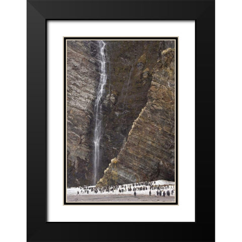 South Georgia Isl, Fortuna King penguin colony Black Modern Wood Framed Art Print with Double Matting by Paulson, Don
