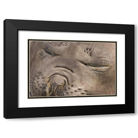 UK Territory, South Georgia IslandElephant seal Black Modern Wood Framed Art Print with Double Matting by Paulson, Don