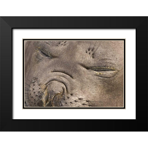 UK Territory, South Georgia IslandElephant seal Black Modern Wood Framed Art Print with Double Matting by Paulson, Don