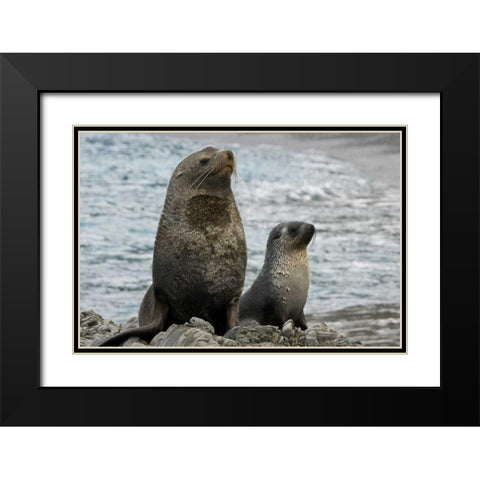 South Georgia Island Mother fur seal and pup Black Modern Wood Framed Art Print with Double Matting by Paulson, Don