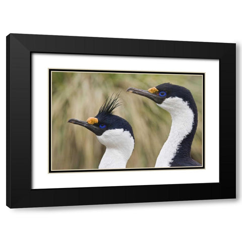 South Georgia Is Blue-eyed cormorants Black Modern Wood Framed Art Print with Double Matting by Paulson, Don