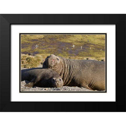 South Georgia Isl Bull elephant seal with harem Black Modern Wood Framed Art Print with Double Matting by Paulson, Don