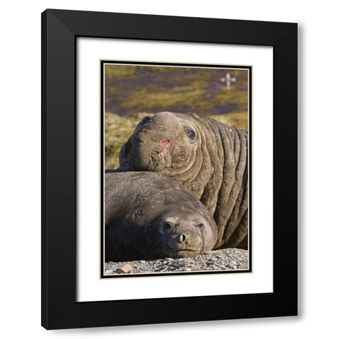 South Georgia Isl Bull elephant seal and female Black Modern Wood Framed Art Print with Double Matting by Paulson, Don