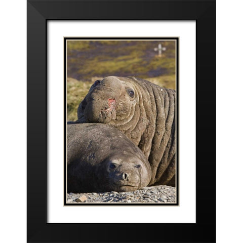 South Georgia Isl Bull elephant seal and female Black Modern Wood Framed Art Print with Double Matting by Paulson, Don