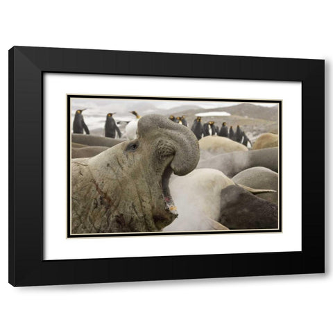 South Georgia Isl Scarred elephant seal roaring Black Modern Wood Framed Art Print with Double Matting by Paulson, Don