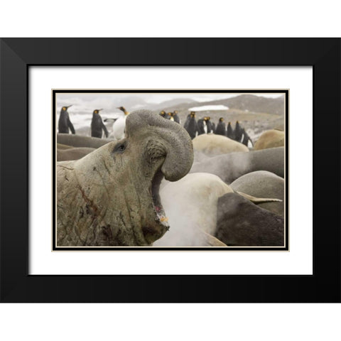 South Georgia Isl Scarred elephant seal roaring Black Modern Wood Framed Art Print with Double Matting by Paulson, Don