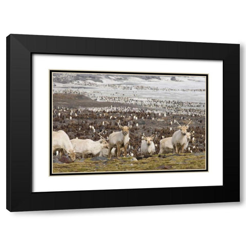 South Georgia Isl, Reindeers and king penguins Black Modern Wood Framed Art Print with Double Matting by Paulson, Don