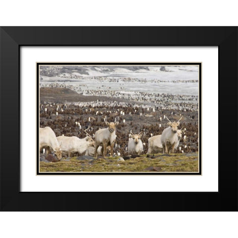 South Georgia Isl, Reindeers and king penguins Black Modern Wood Framed Art Print with Double Matting by Paulson, Don