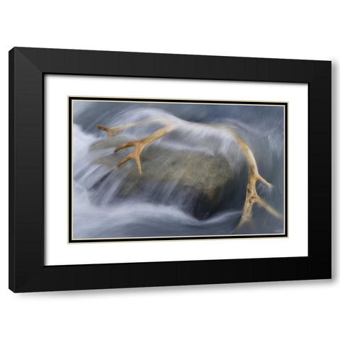 South Georgia Isl Reindeer antler in river rapid Black Modern Wood Framed Art Print with Double Matting by Paulson, Don