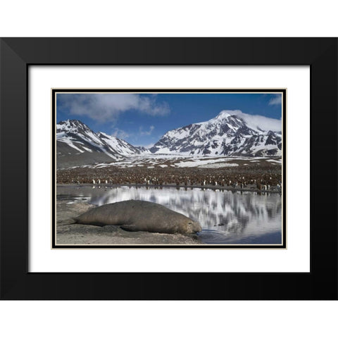 South Georgia Isl, Elephant seal and king penguin Black Modern Wood Framed Art Print with Double Matting by Paulson, Don