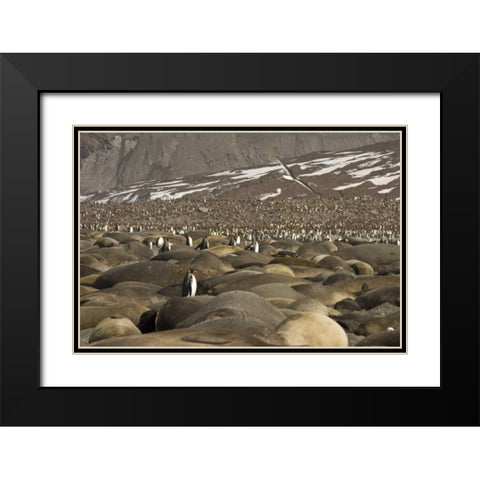 South Georgia Isl, King penguin and elephant seal Black Modern Wood Framed Art Print with Double Matting by Paulson, Don