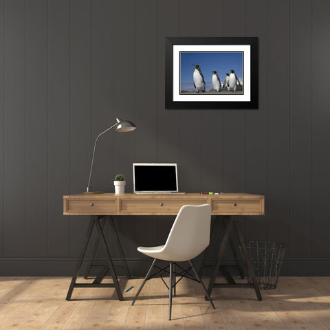 South Georgia Island King penguins marching Black Modern Wood Framed Art Print with Double Matting by Paulson, Don