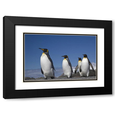 South Georgia Island King penguins marching Black Modern Wood Framed Art Print with Double Matting by Paulson, Don