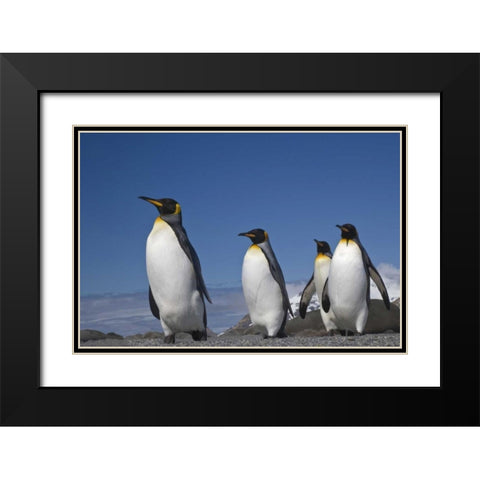 South Georgia Island King penguins marching Black Modern Wood Framed Art Print with Double Matting by Paulson, Don