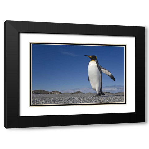 South Georgia Isl, St Andrews Bay King penguin Black Modern Wood Framed Art Print with Double Matting by Paulson, Don
