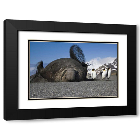 South Georgia Isl Bull elephant seal throws sand Black Modern Wood Framed Art Print with Double Matting by Paulson, Don