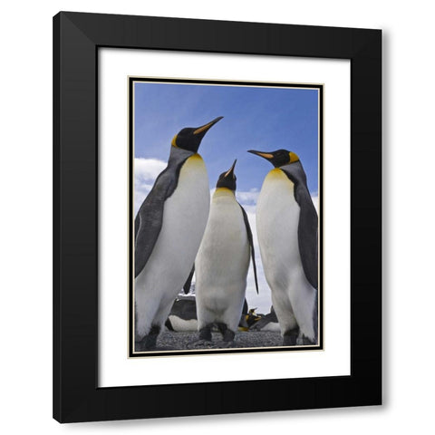 South Georgia Island Three king penguins Black Modern Wood Framed Art Print with Double Matting by Paulson, Don