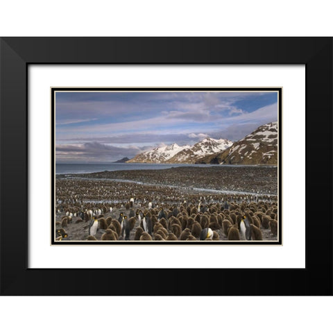 South Georgia Island, King penguin colony Black Modern Wood Framed Art Print with Double Matting by Paulson, Don