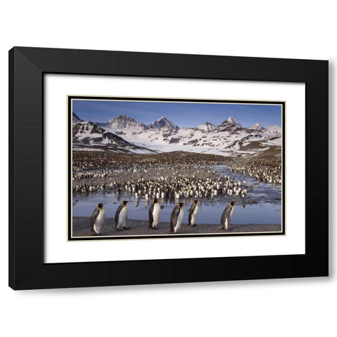 South Georgia Island, King penguin colony Black Modern Wood Framed Art Print with Double Matting by Paulson, Don