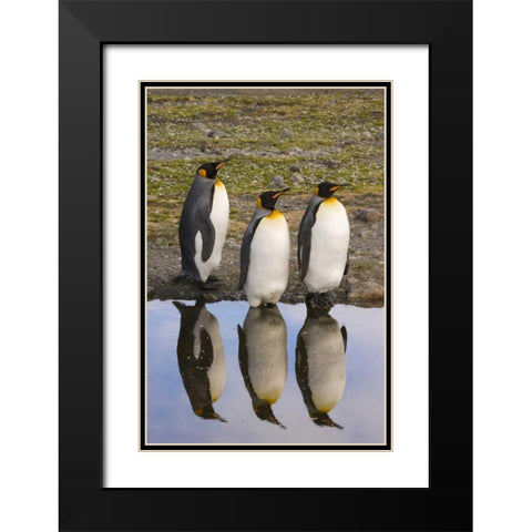 South Georgia Island, Three king penguins Black Modern Wood Framed Art Print with Double Matting by Paulson, Don