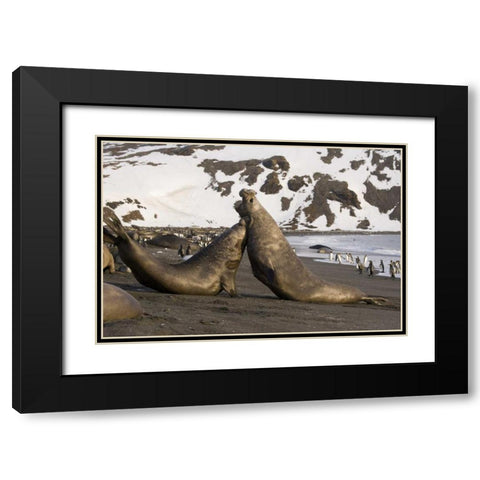 South Georgia Island Elephant seals fighting Black Modern Wood Framed Art Print with Double Matting by Paulson, Don