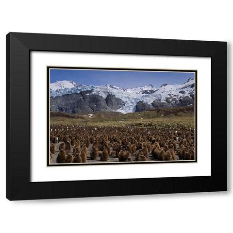 South Georgia Isl, King penguin colony Black Modern Wood Framed Art Print with Double Matting by Paulson, Don