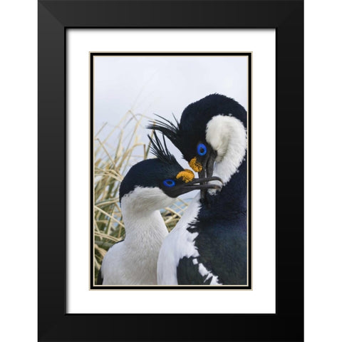 South Georgia Island Blue-eyed cormorants Black Modern Wood Framed Art Print with Double Matting by Paulson, Don