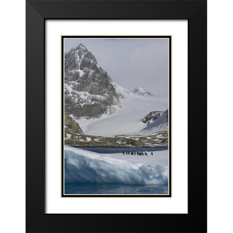 South Georgia Island Gentoo penguins on iceberg Black Modern Wood Framed Art Print with Double Matting by Paulson, Don
