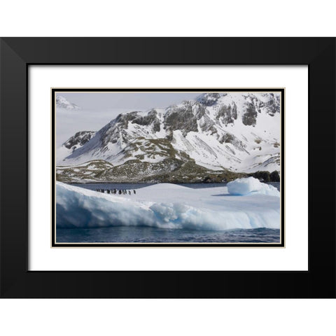 South Georgia Island Gentoo penguins on iceberg Black Modern Wood Framed Art Print with Double Matting by Paulson, Don