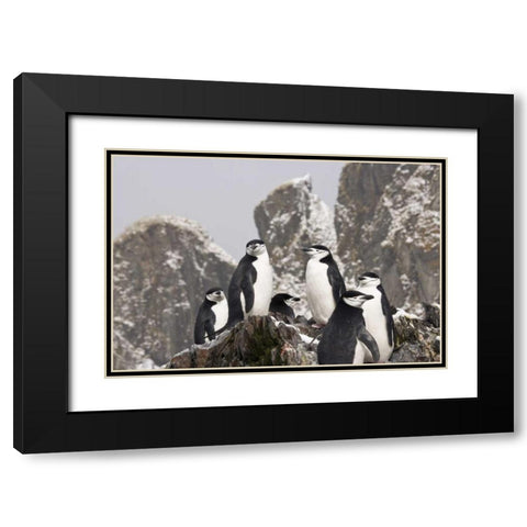 South Georgia Isl, Cooper Bay Chinstrap penguins Black Modern Wood Framed Art Print with Double Matting by Paulson, Don