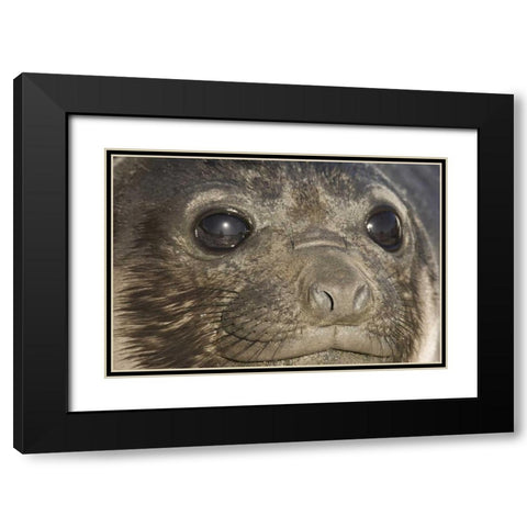 South Georgia Island Of elephant seal pups face Black Modern Wood Framed Art Print with Double Matting by Paulson, Don